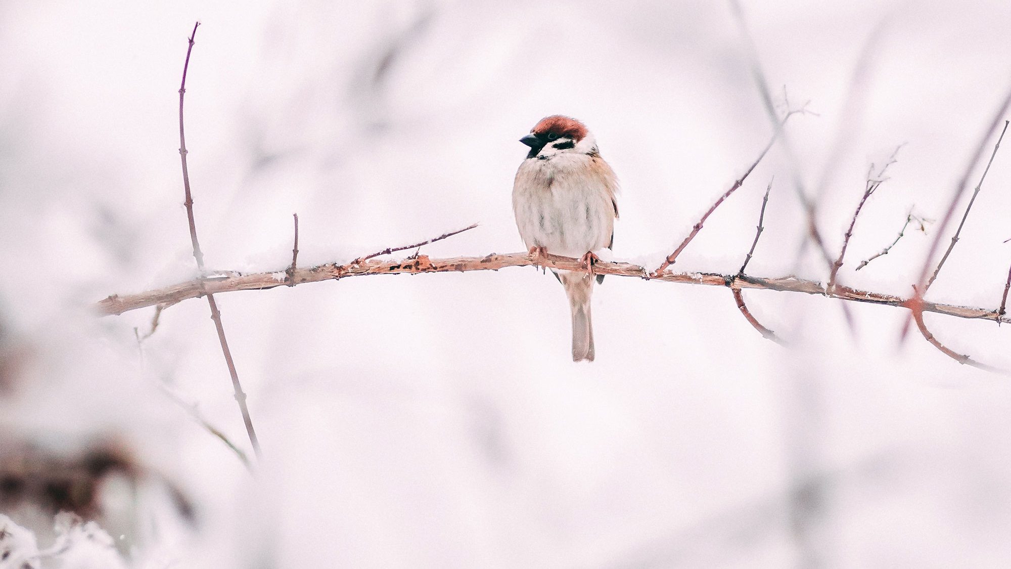 south-coast-fencing-christmas-22-1