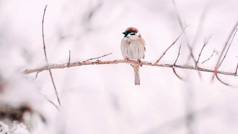 south-coast-fencing-christmas-22-1